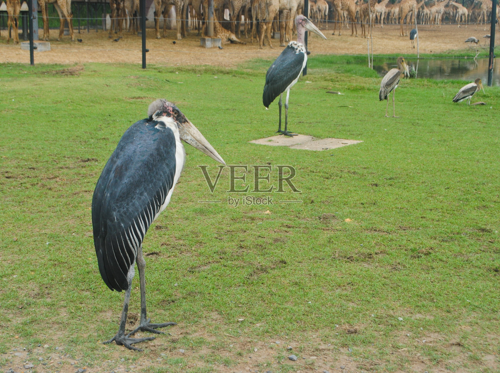 马拉布·斯托克照片摄影图片