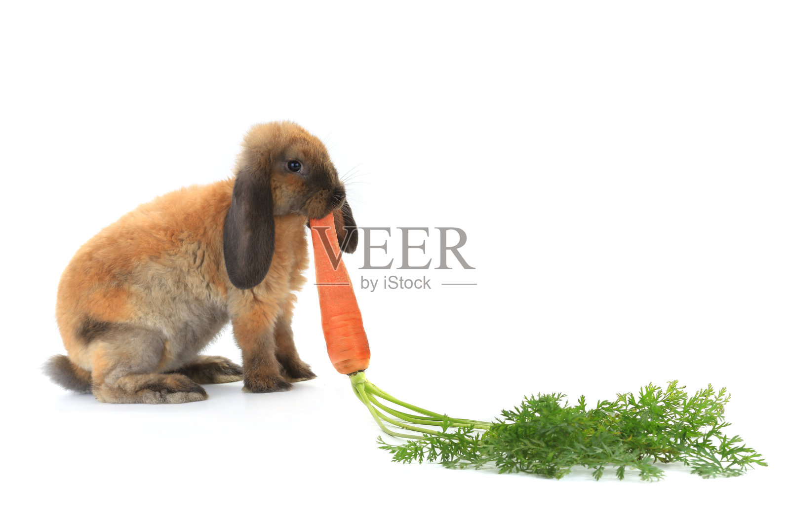 兔子照片摄影图片