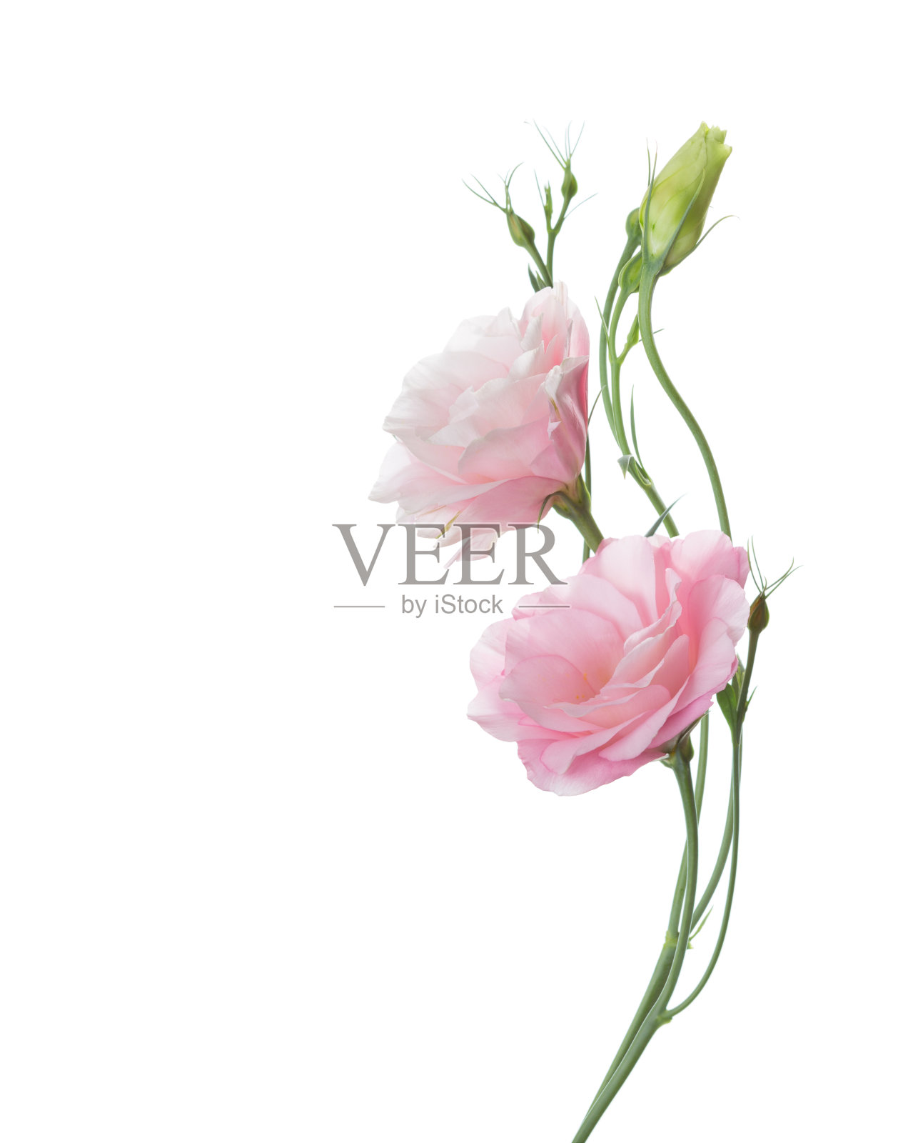 两朵淡粉色的花照片摄影图片