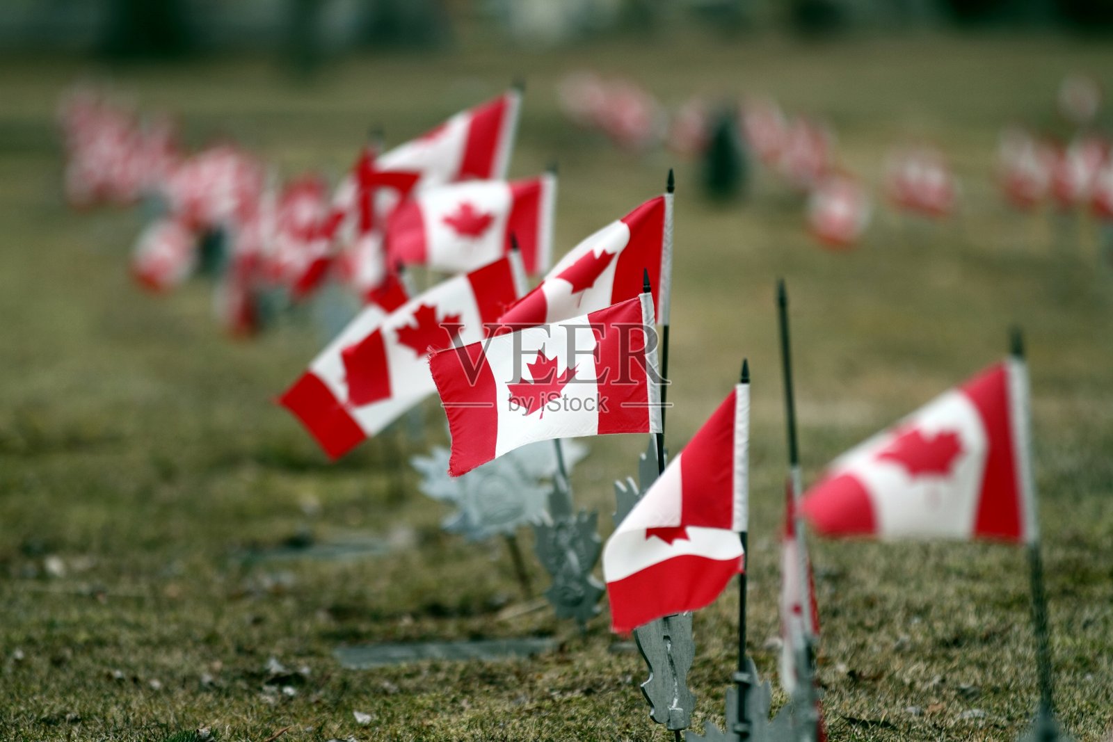 加拿大的国旗照片摄影图片