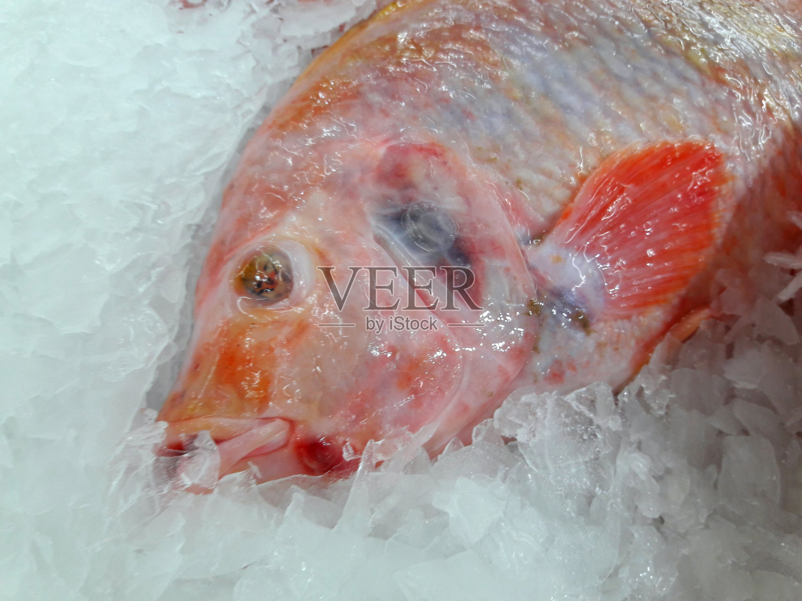 市场上新鲜、色彩斑斓的热带鱼照片摄影图片