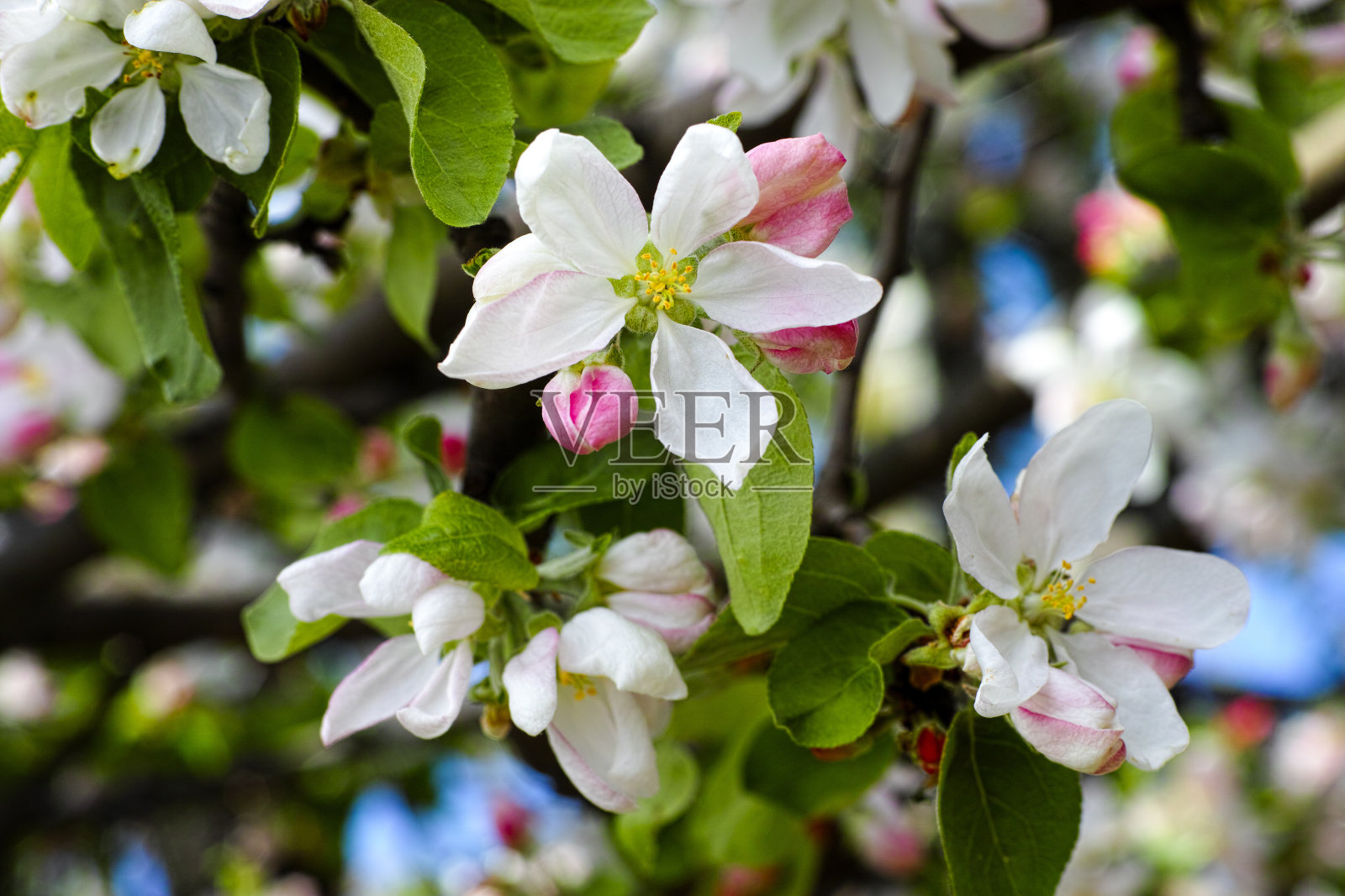 苹果花的树枝照片摄影图片