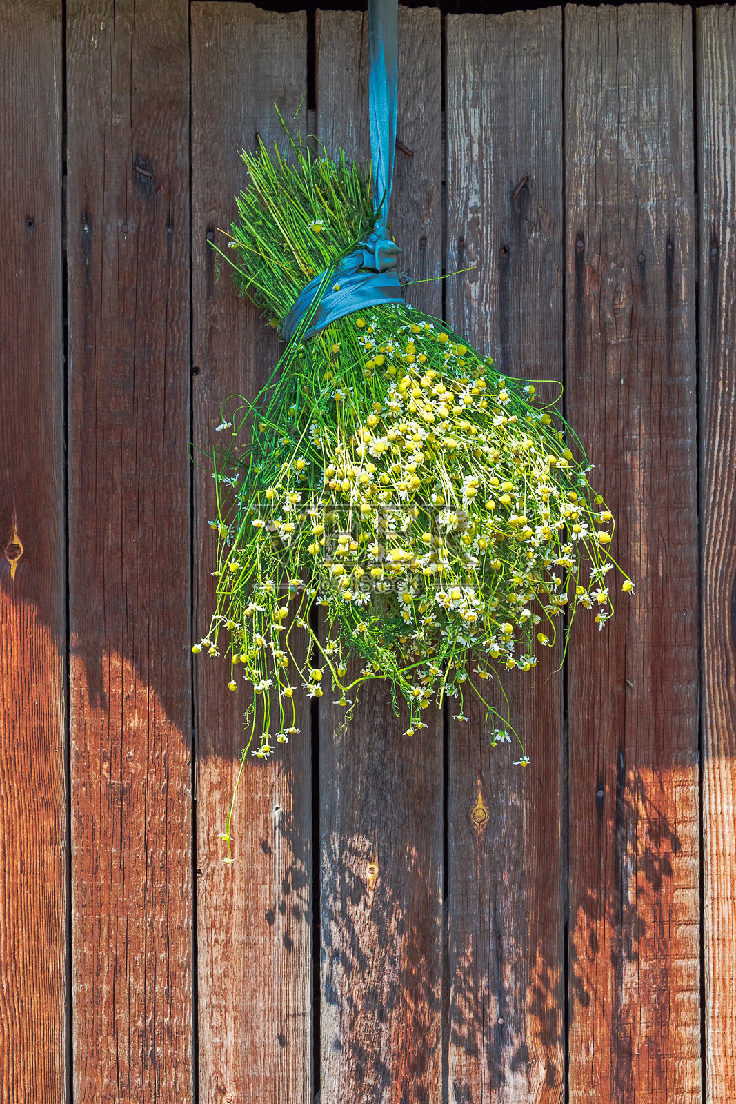 在阴凉处晒干的一束洋甘菊。照片摄影图片