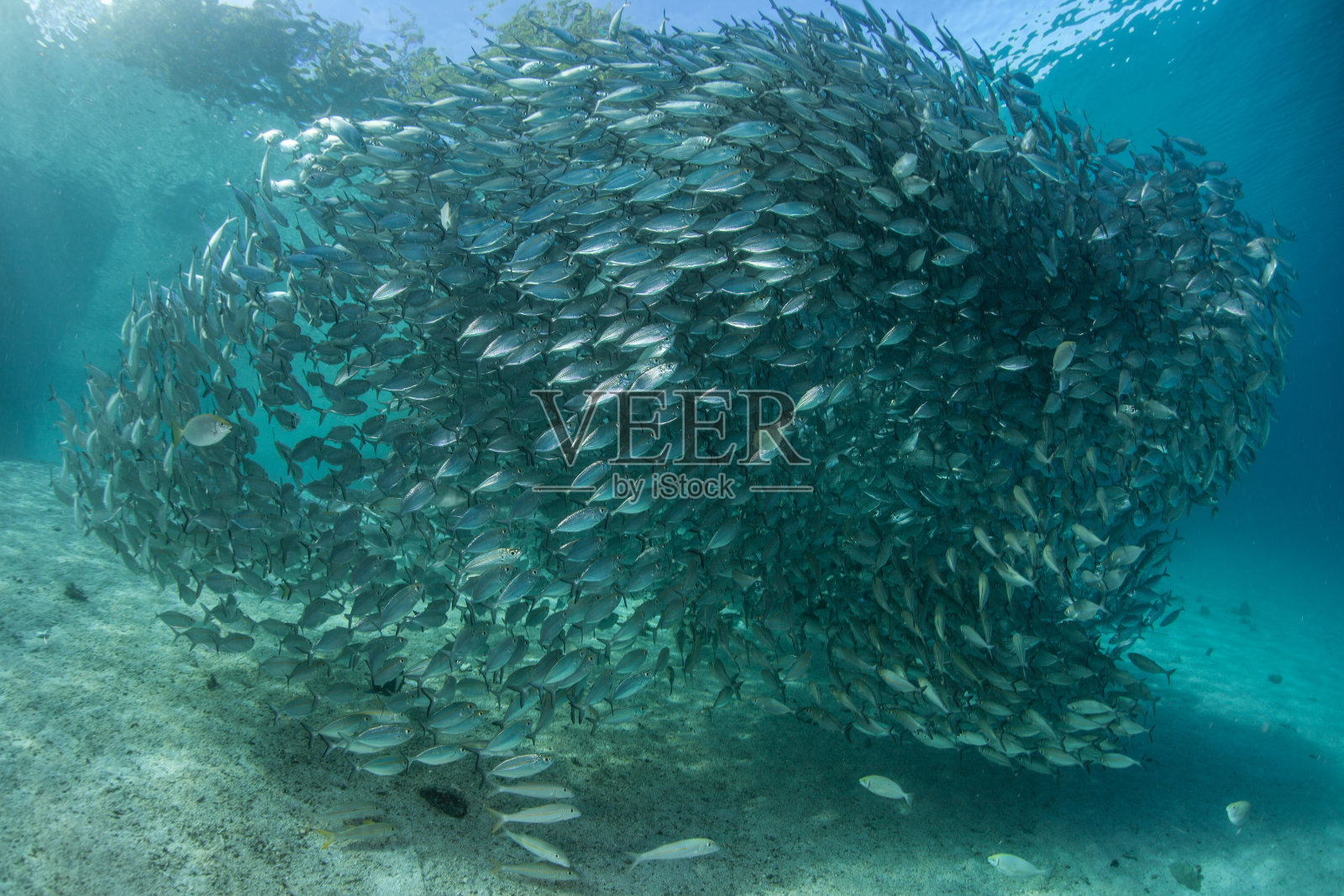 热带太平洋中的鱼群照片摄影图片