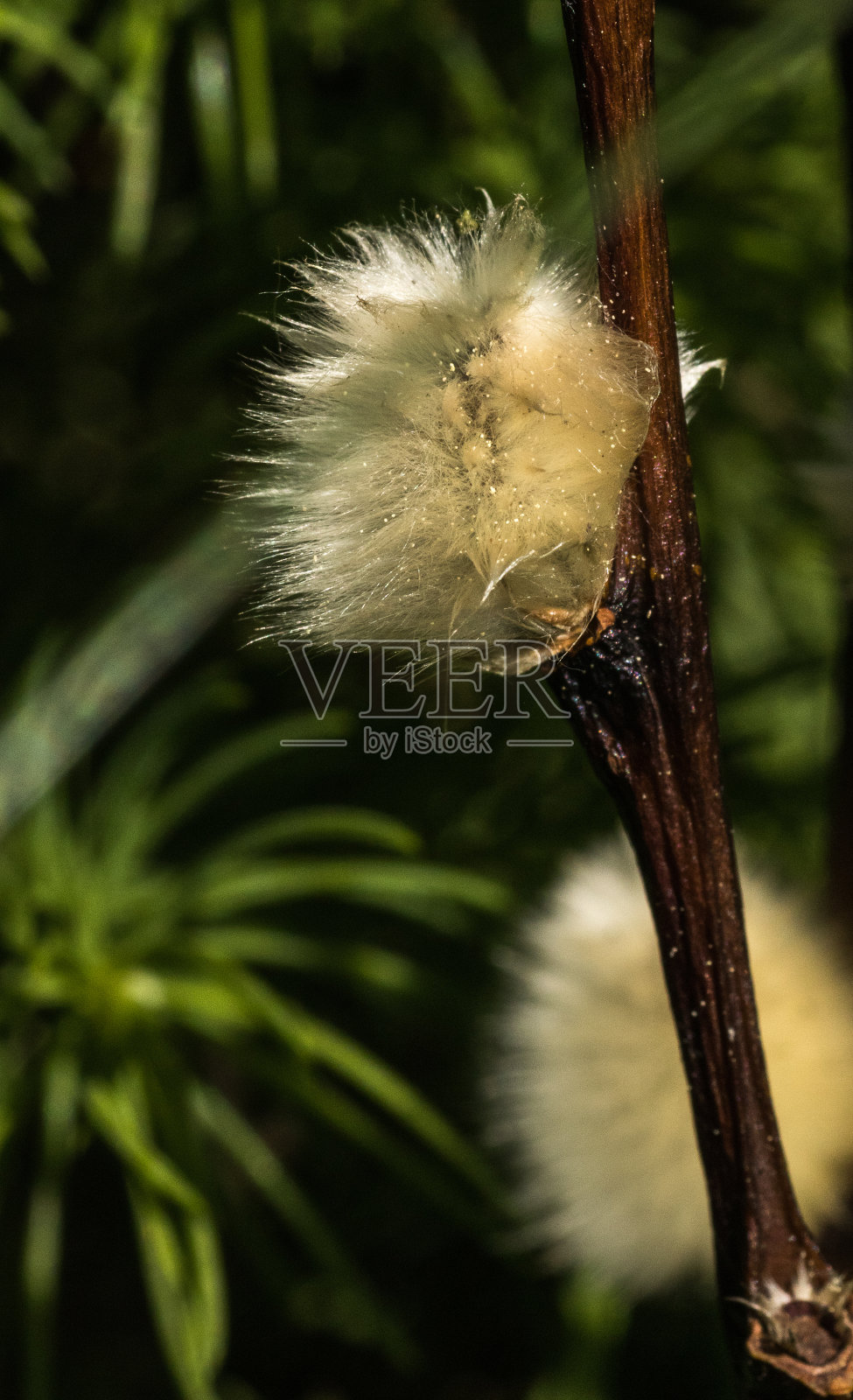 柳柔荑花序照片摄影图片