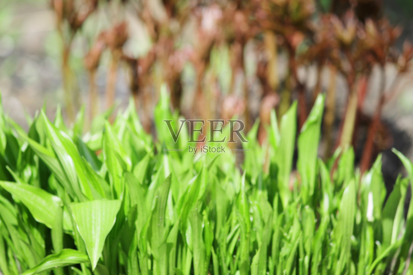 在一个阳光明媚的日子里，模糊的背景上的绿叶照片摄影图片