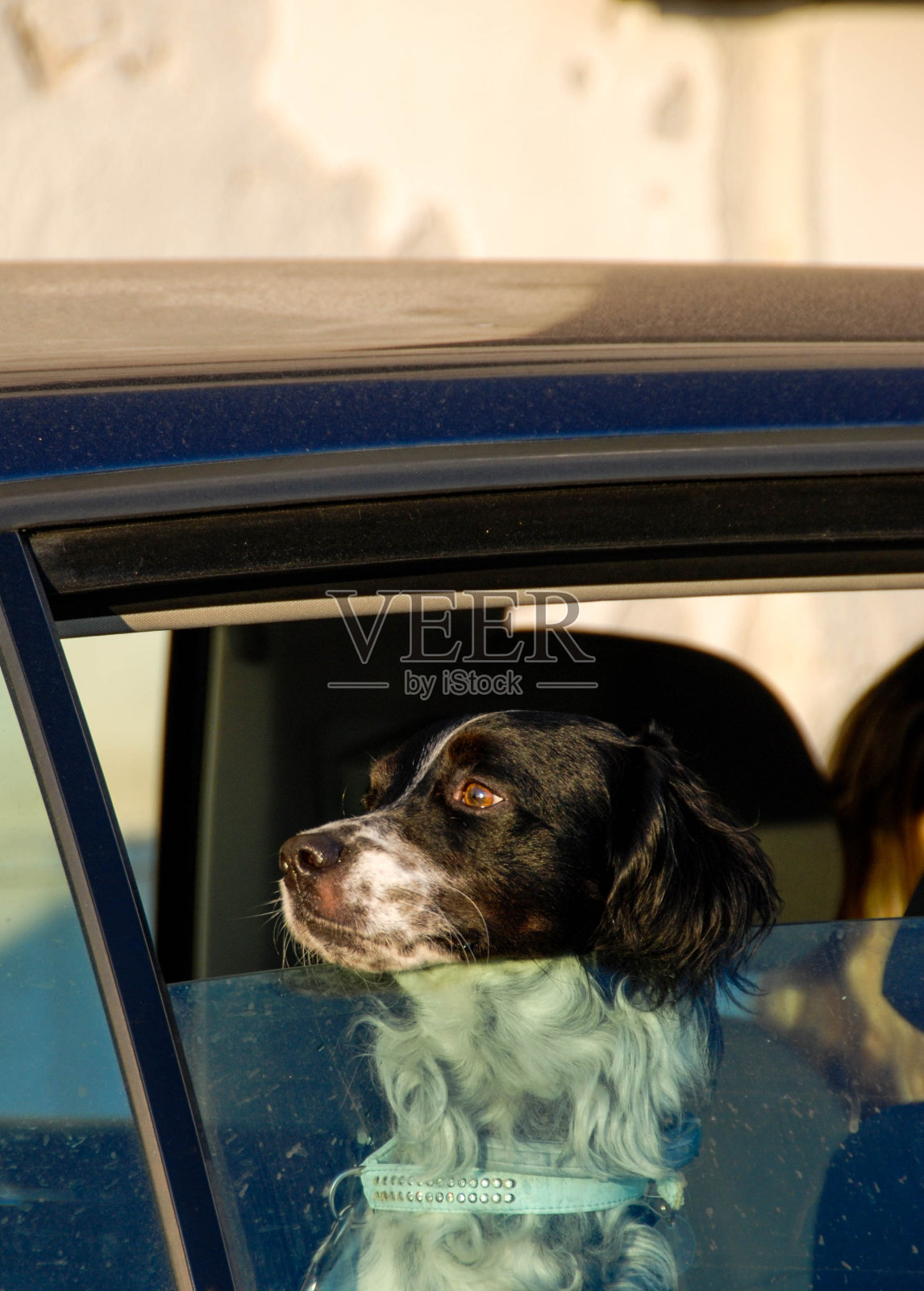 狗从车窗里出来照片摄影图片