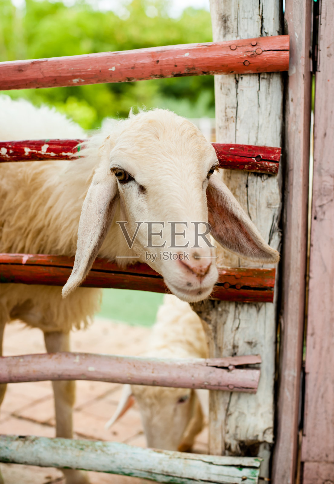 农场里的羊照片摄影图片