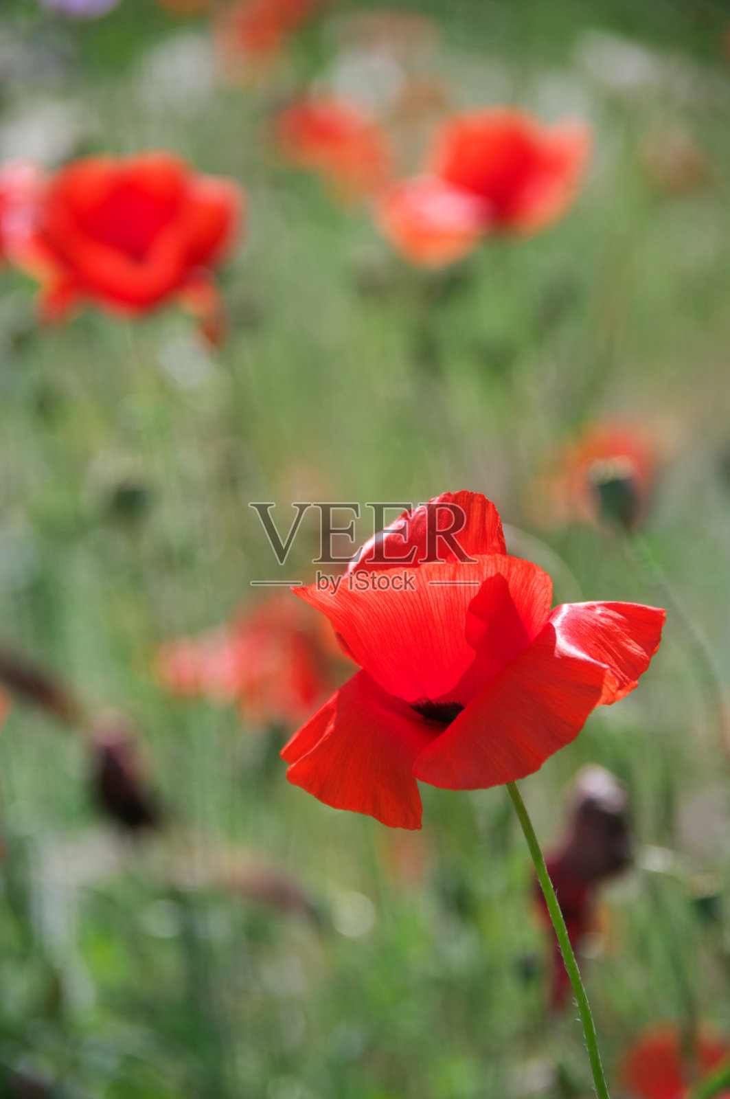 草中的罂粟花照片摄影图片
