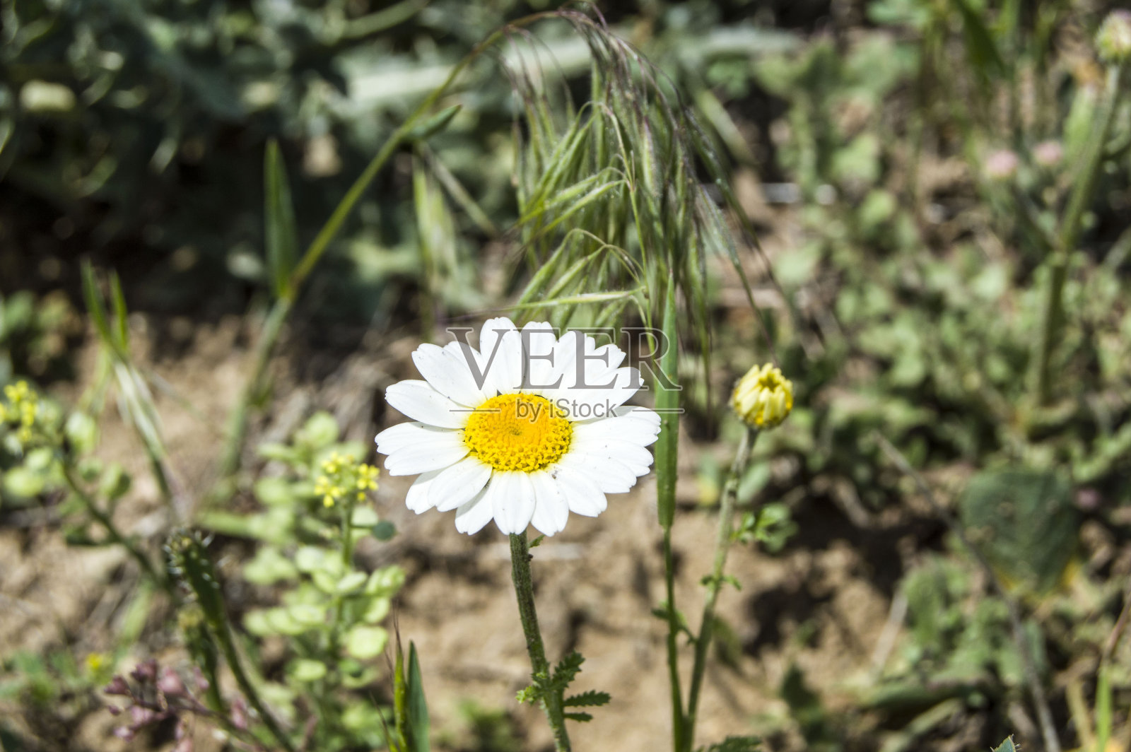 白色和黄色的雏菊生长在自然环境中，雏菊花不像假的样子，照片摄影图片