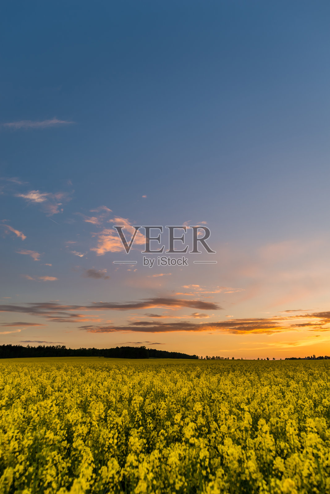 日落后，油菜田上的蓝天阴云密布照片摄影图片