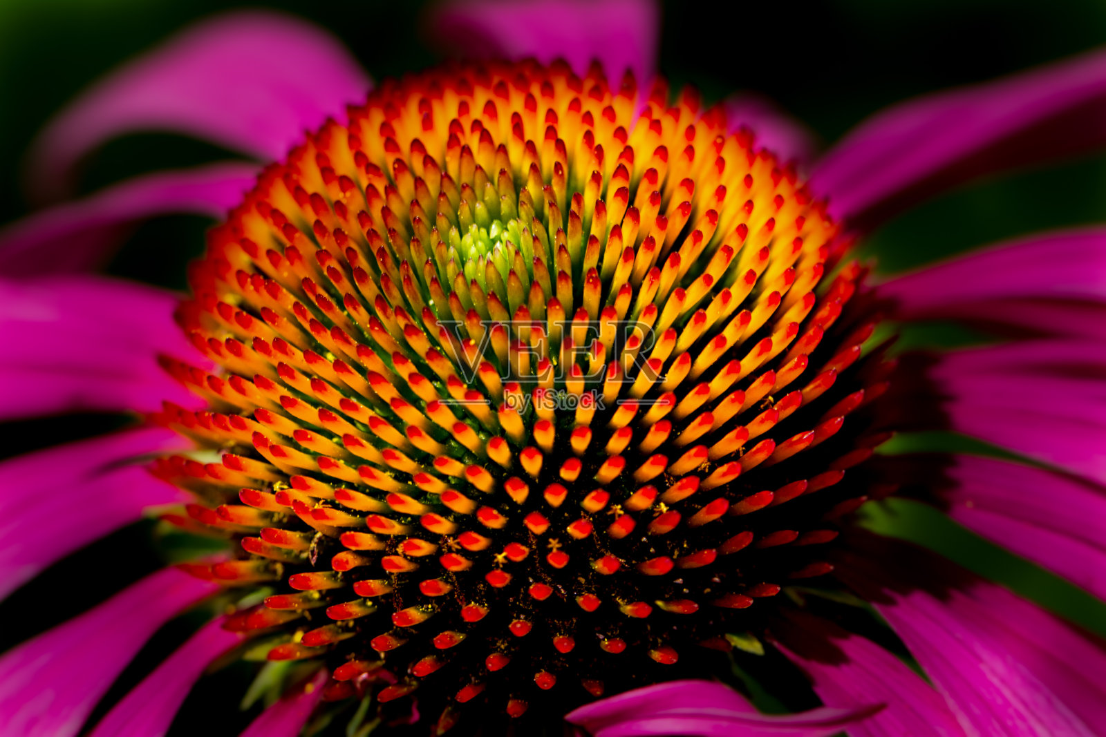 花朵的春夏照片摄影图片