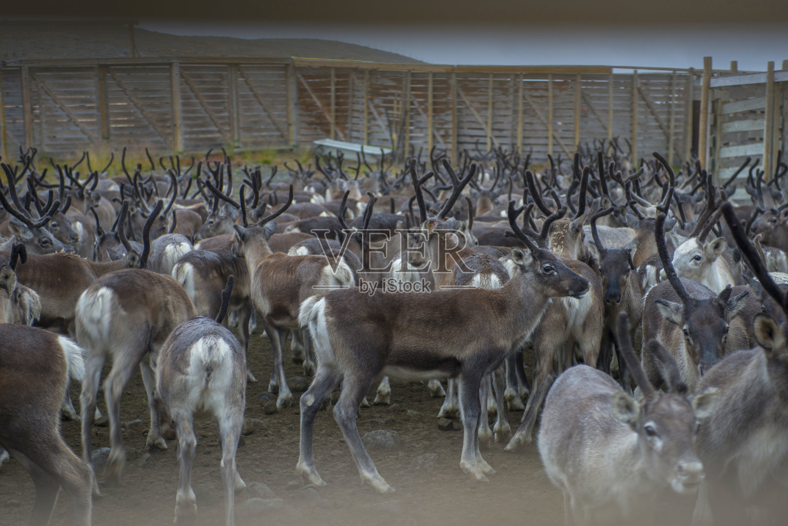 围场里的驯鹿照片摄影图片