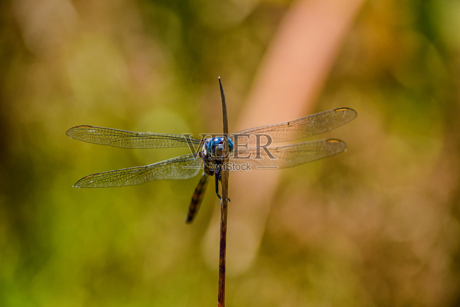 茱莉亚漏杓蜻蜓照片摄影图片