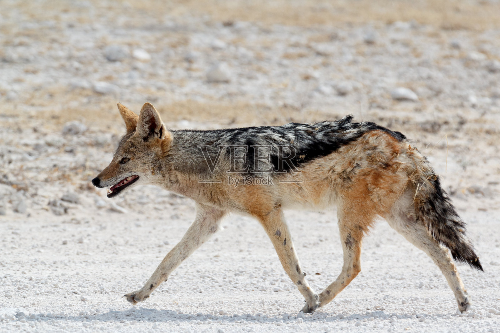 黑背豺埃托沙照片摄影图片