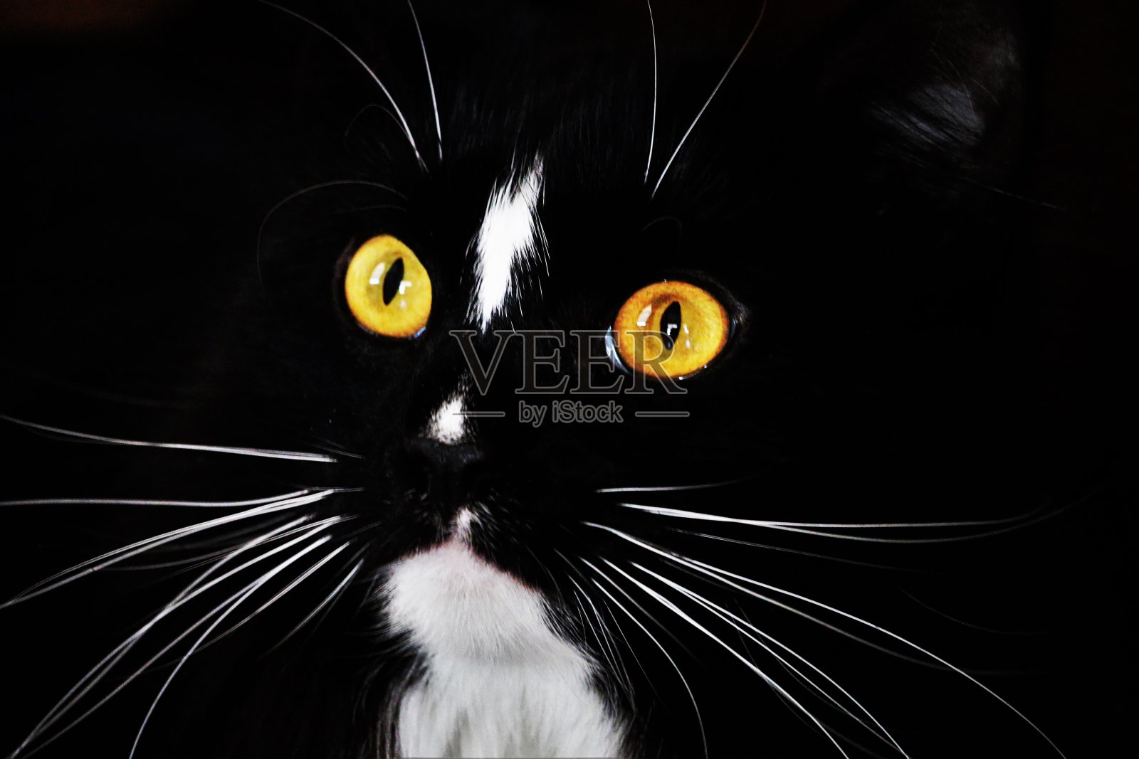 眼睛了照片摄影图片