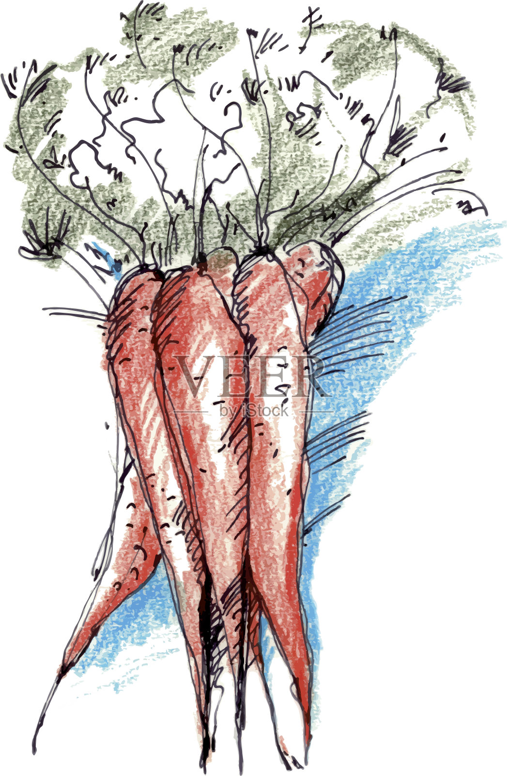 用水彩笔和墨水画的新鲜胡萝卜插画图片素材