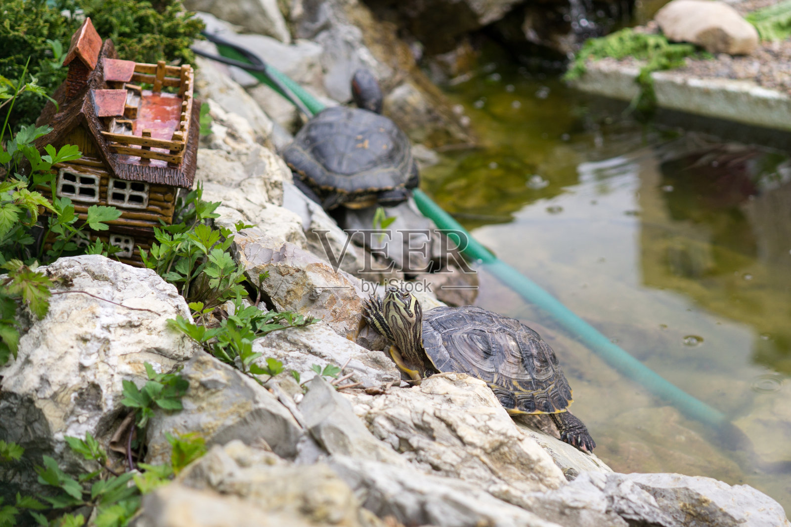 乌龟在湖里。照片摄影图片