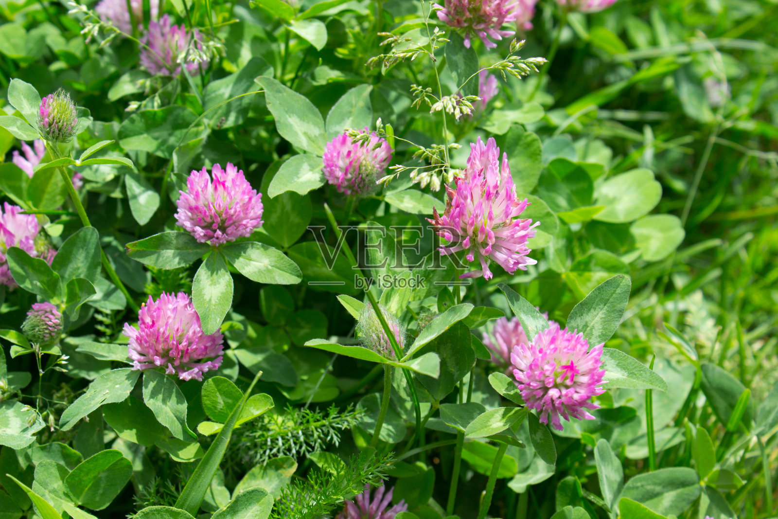 三叶草照片摄影图片