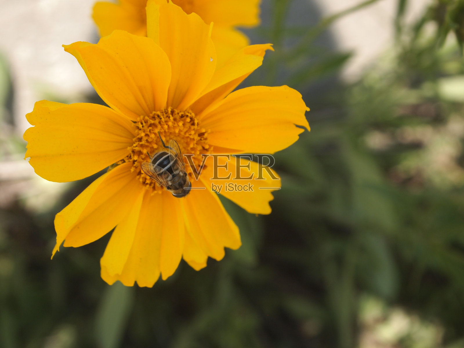 一只蜜蜂在野花上照片摄影图片