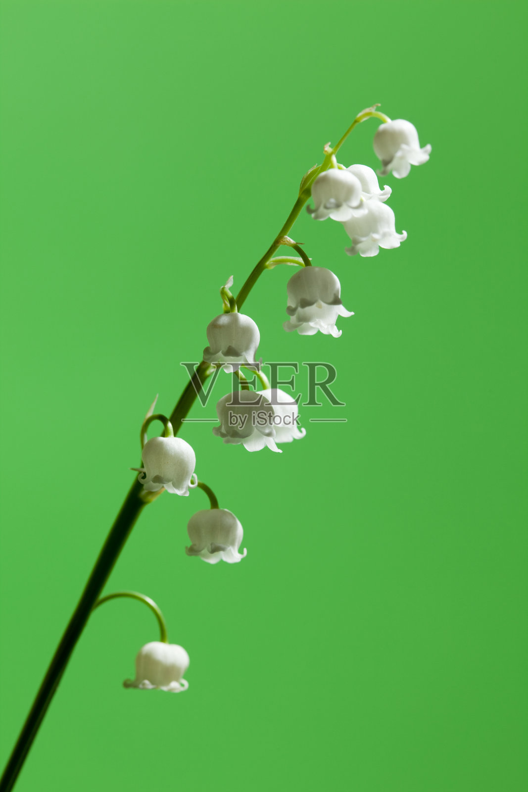 绿色背景上的花朵照片摄影图片