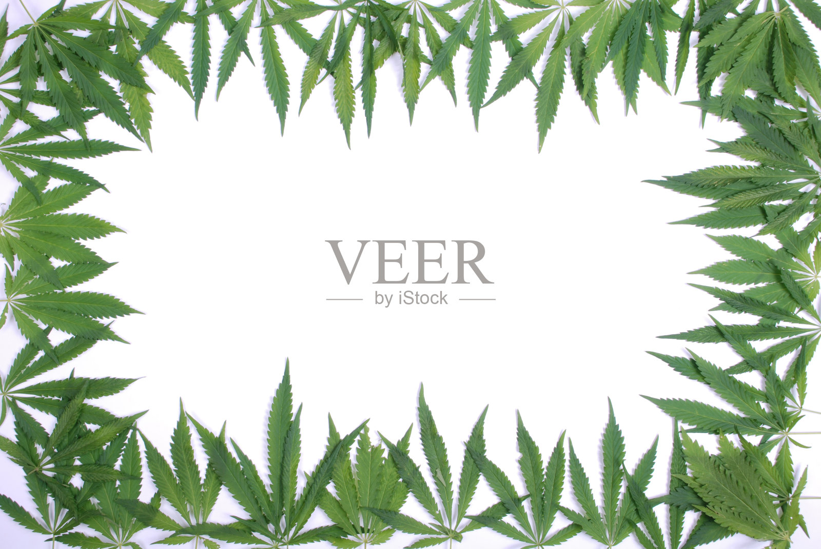 用大麻叶子做成的框架照片摄影图片