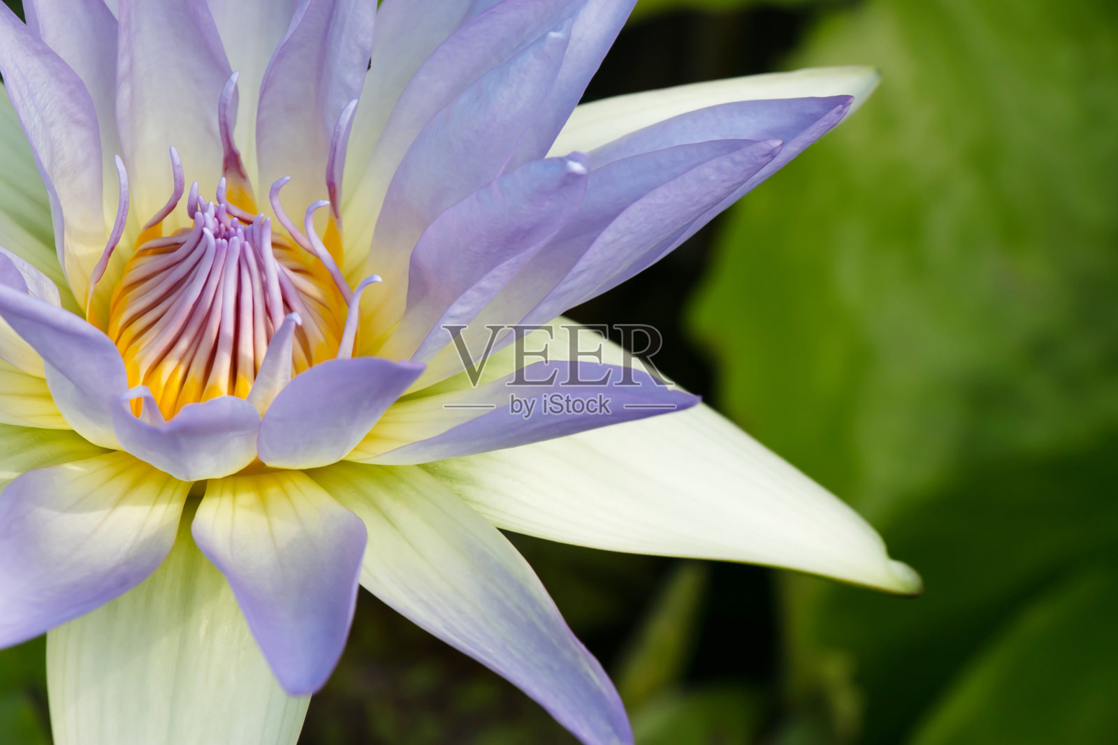 水礼来公司照片摄影图片