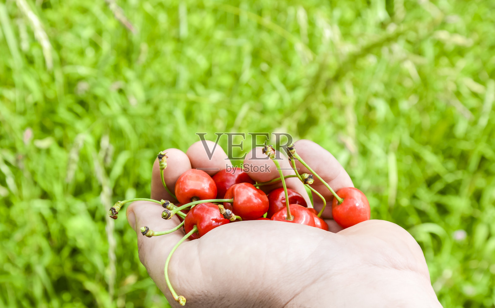 满手樱桃照片摄影图片