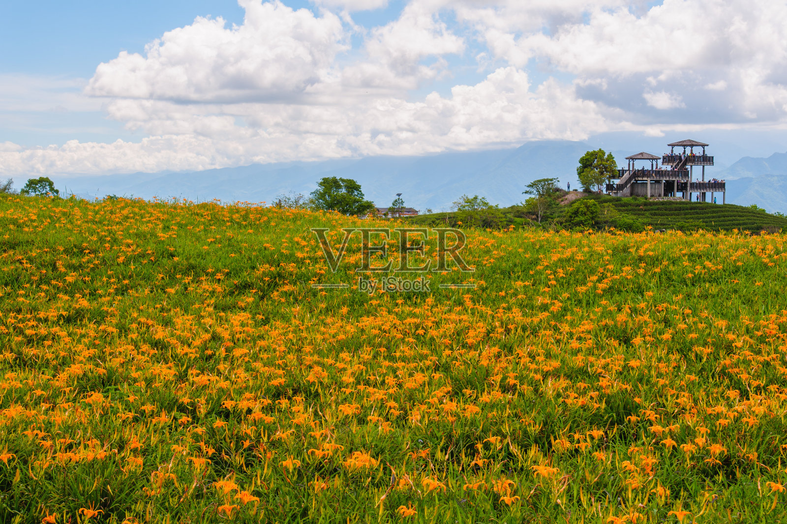 黄花菜山照片摄影图片