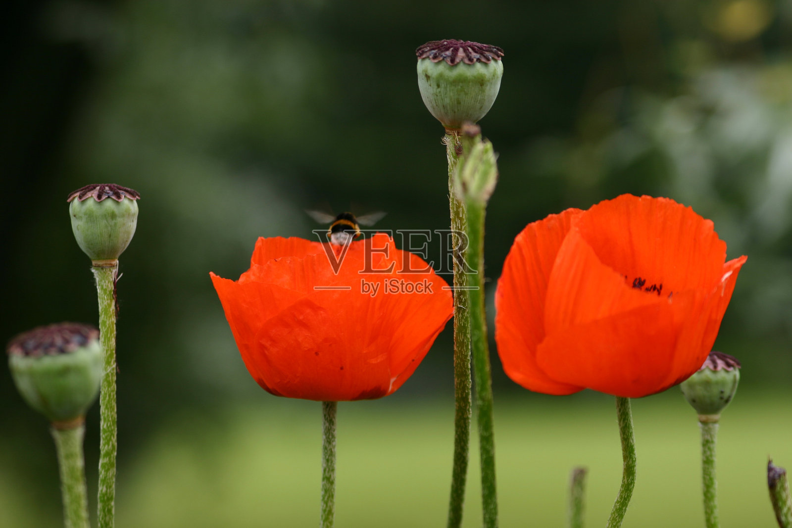 罂粟花照片摄影图片