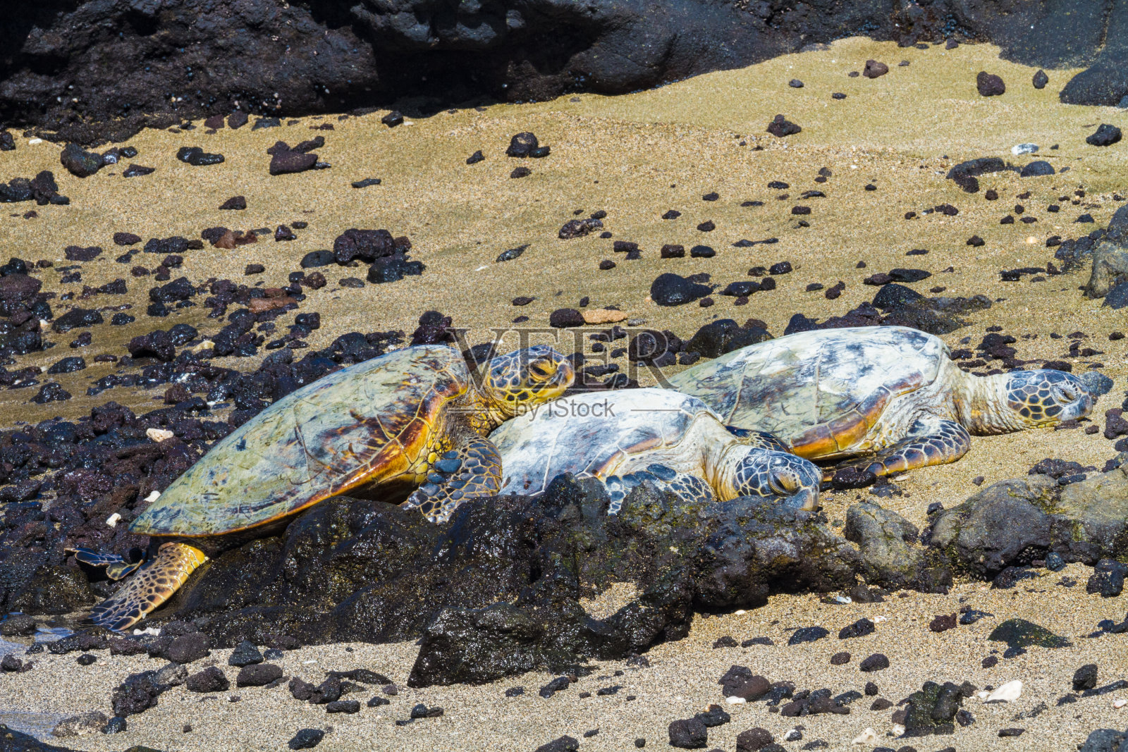 火山海滩上的海龟照片摄影图片