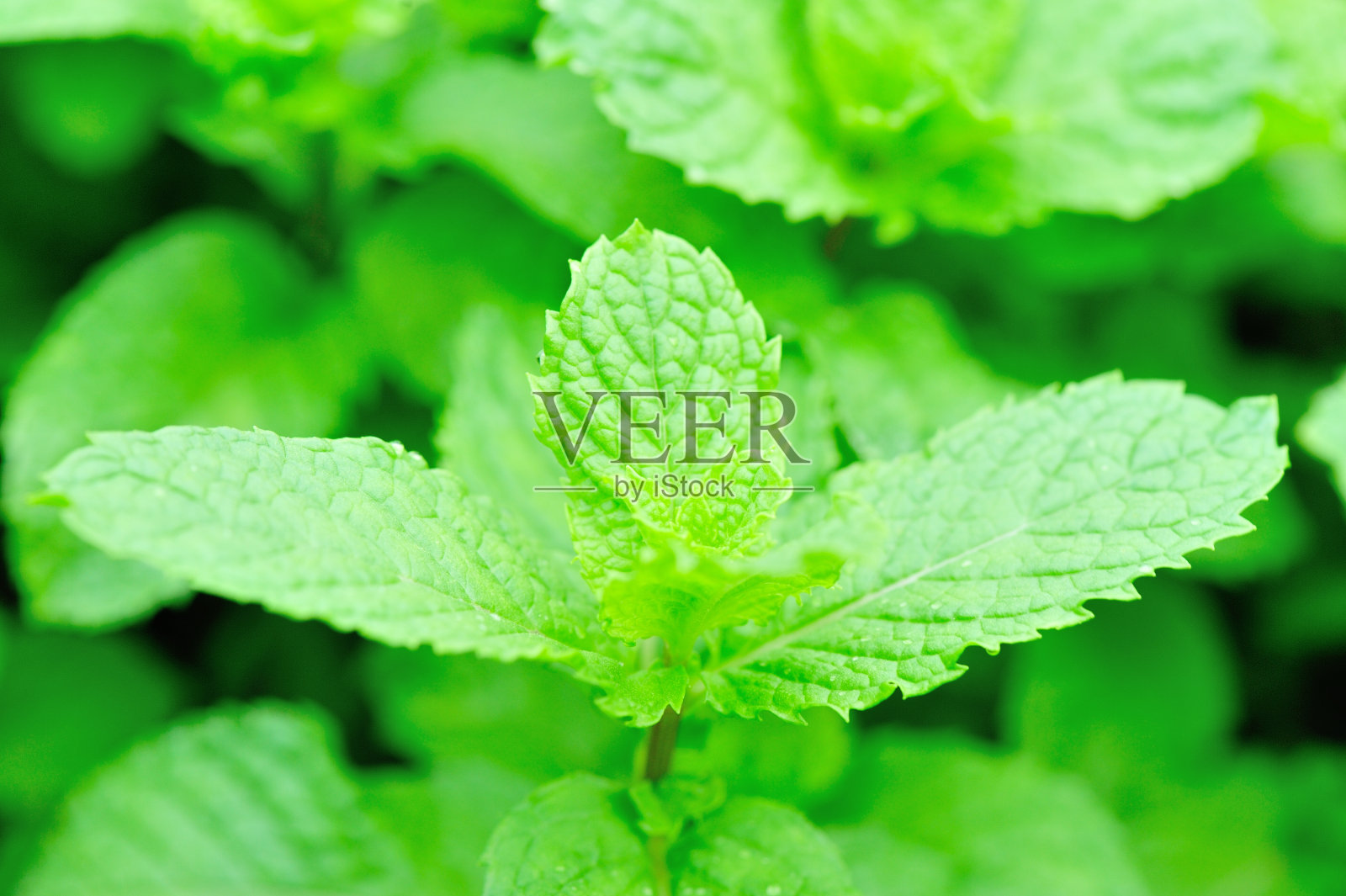 薄荷厂照片摄影图片