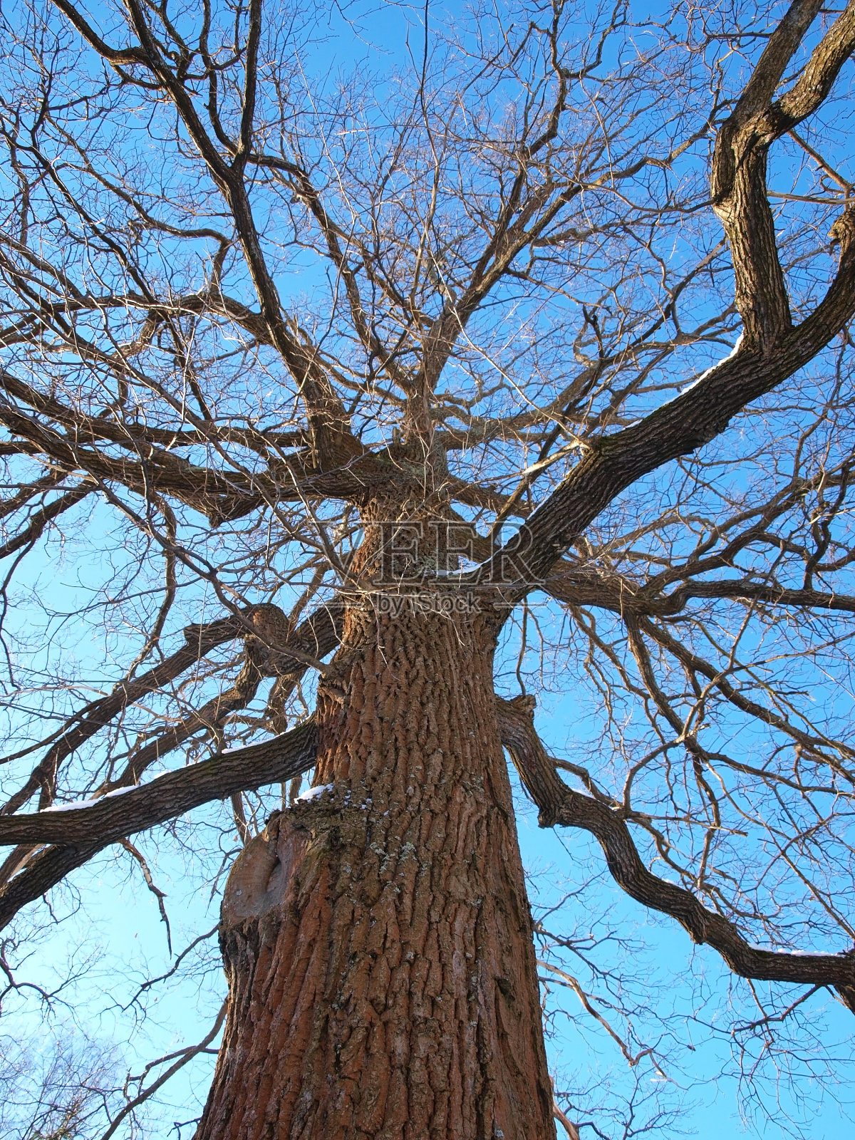 冬天的橡树照片摄影图片