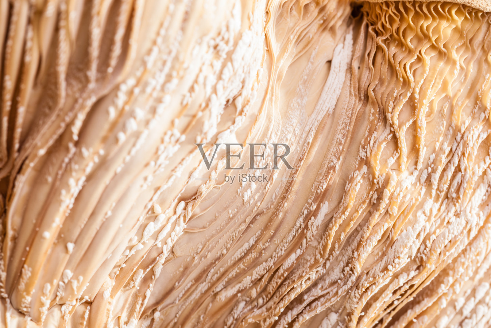 香菇子实层体照片摄影图片