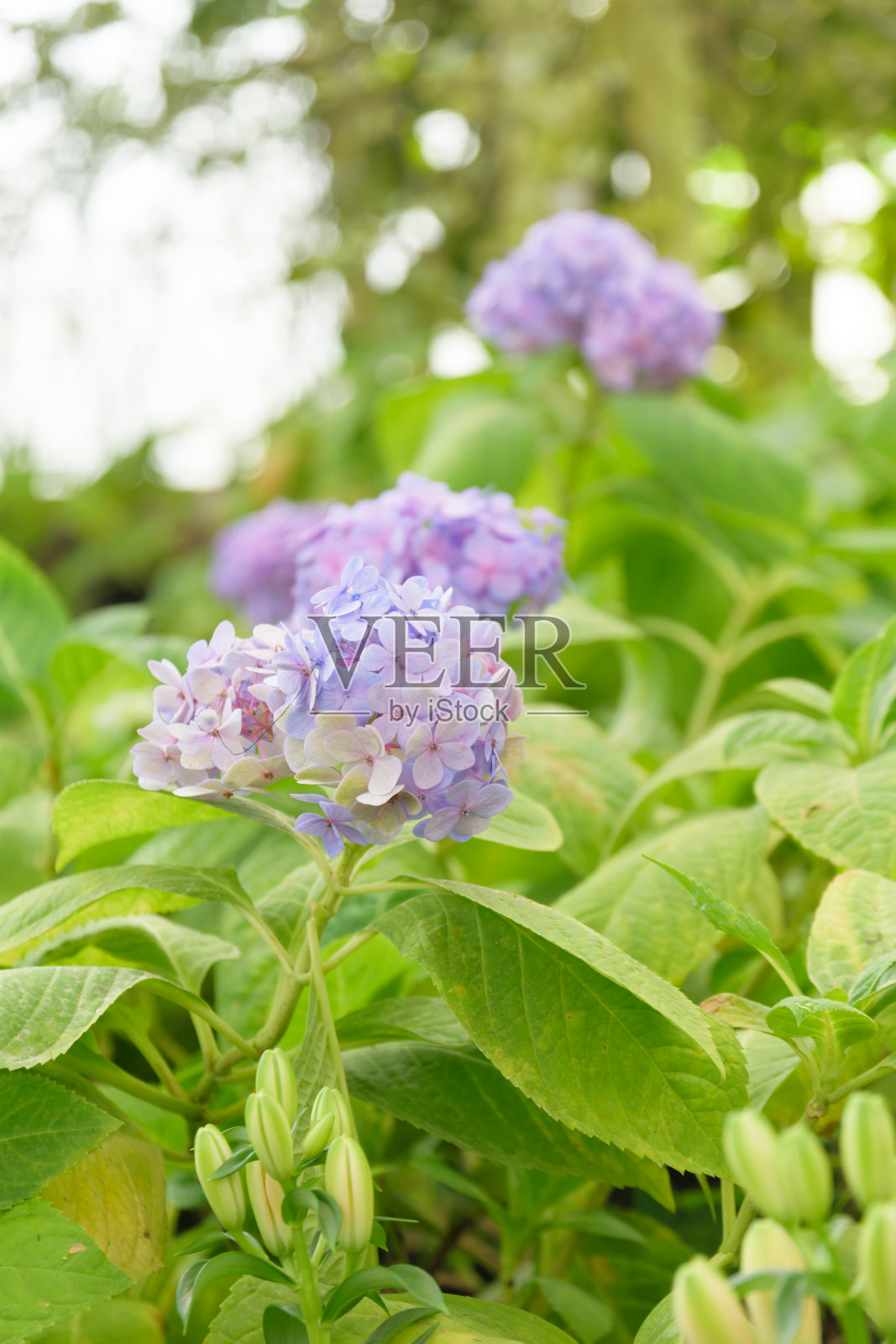 绣球花照片摄影图片