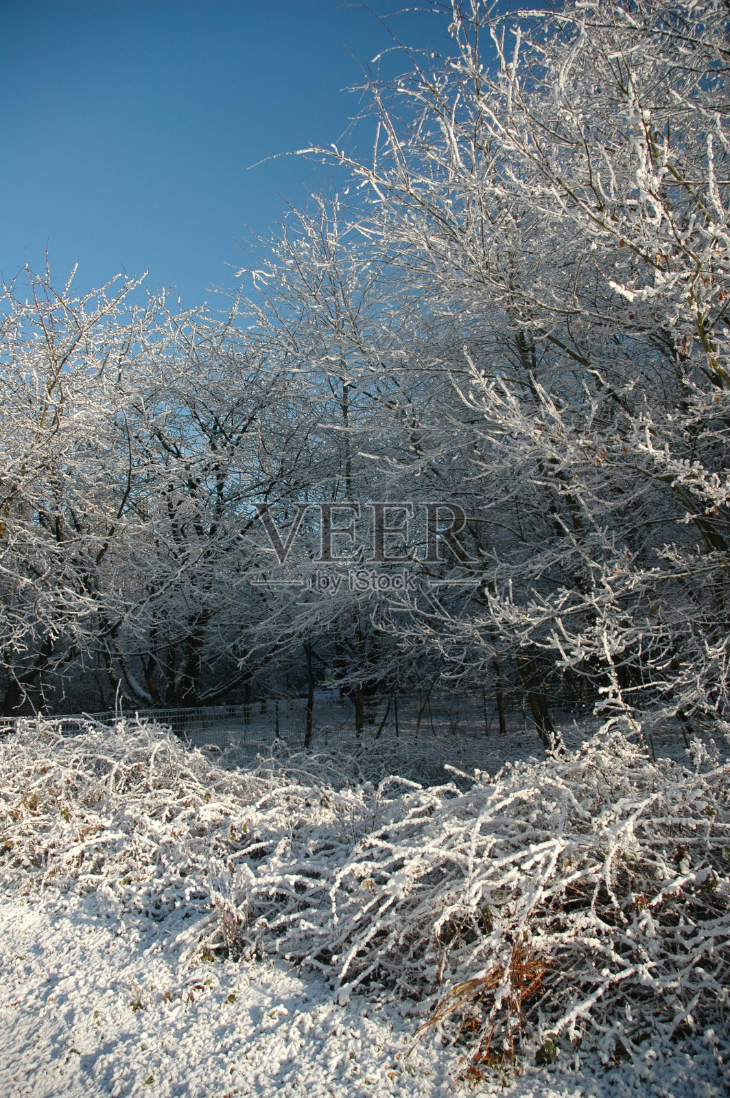 冬天的树照片摄影图片