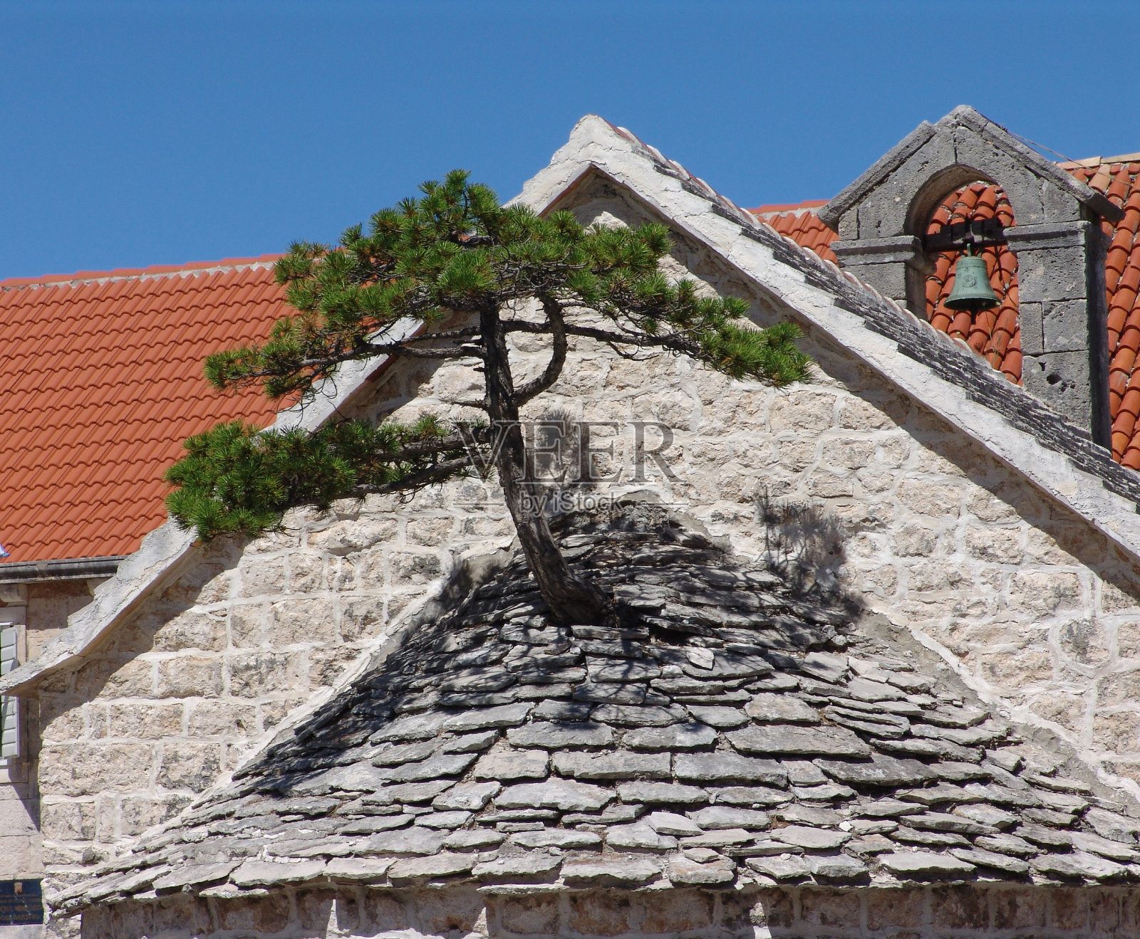 教堂屋顶上的松树照片摄影图片