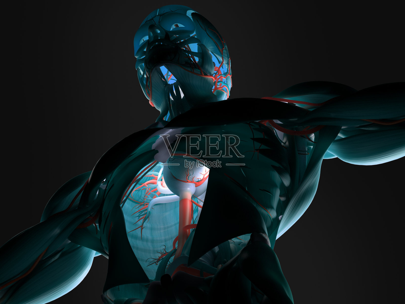 人体解剖学3D未来技术扫描。背光。Xray-like视图。照片摄影图片