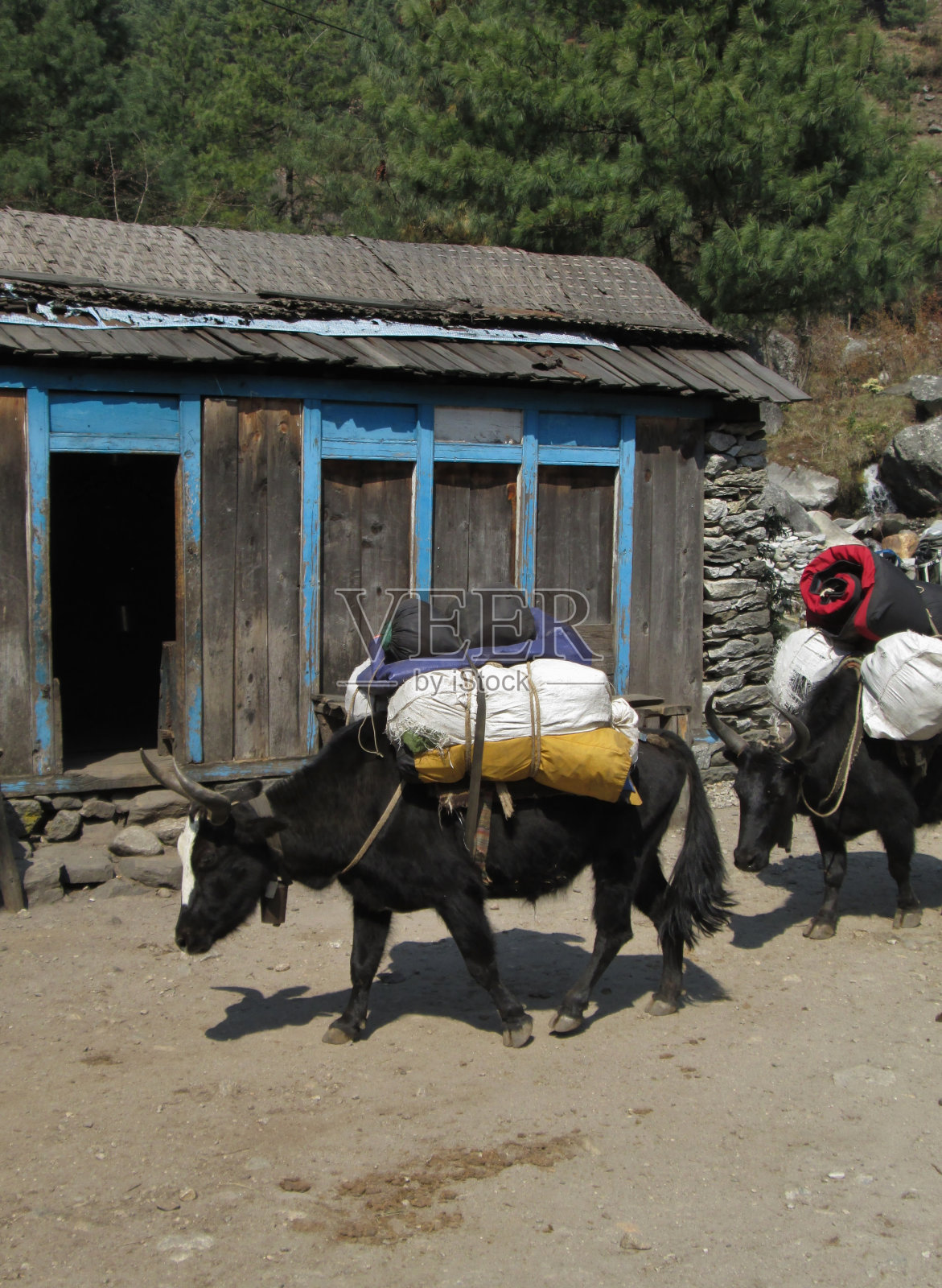在珠穆朗玛峰地区装载动物照片摄影图片