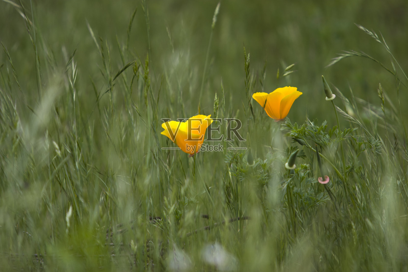 田野中的两人照片摄影图片