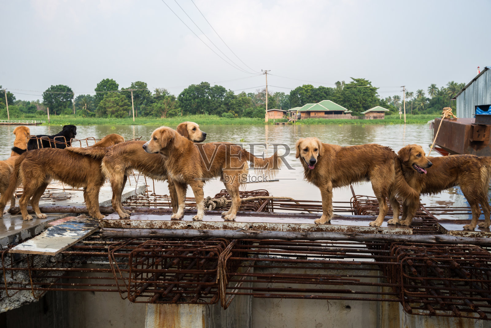 狗金毛寻回猎犬寻找主人。照片摄影图片