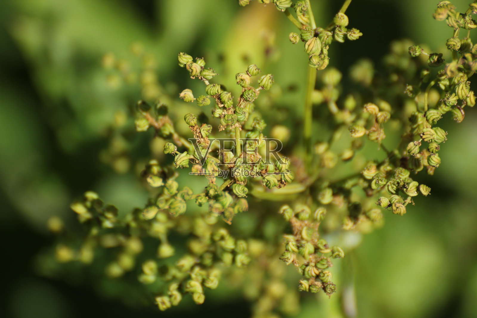 绣线菊水果照片摄影图片