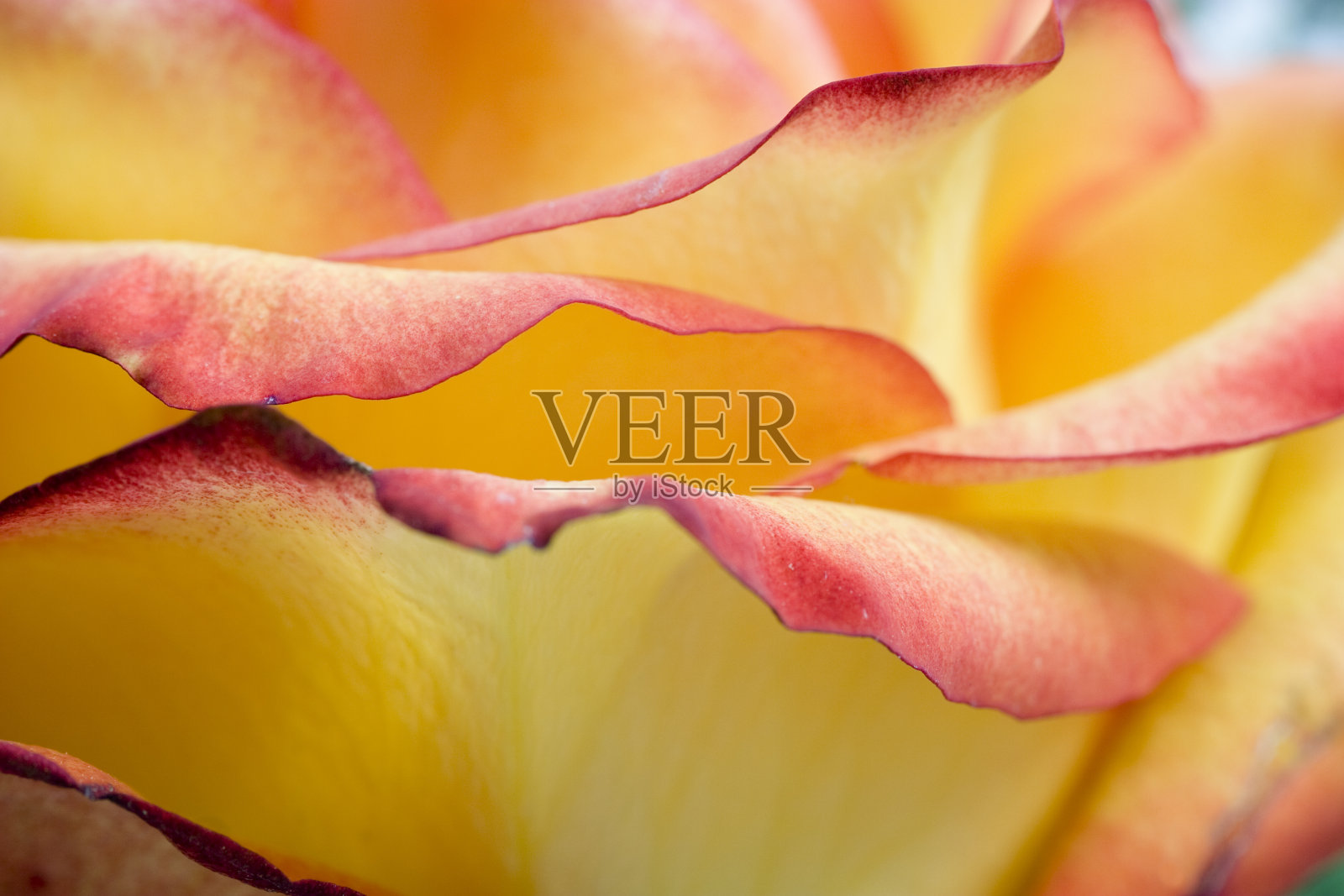 玫瑰特写照片摄影图片