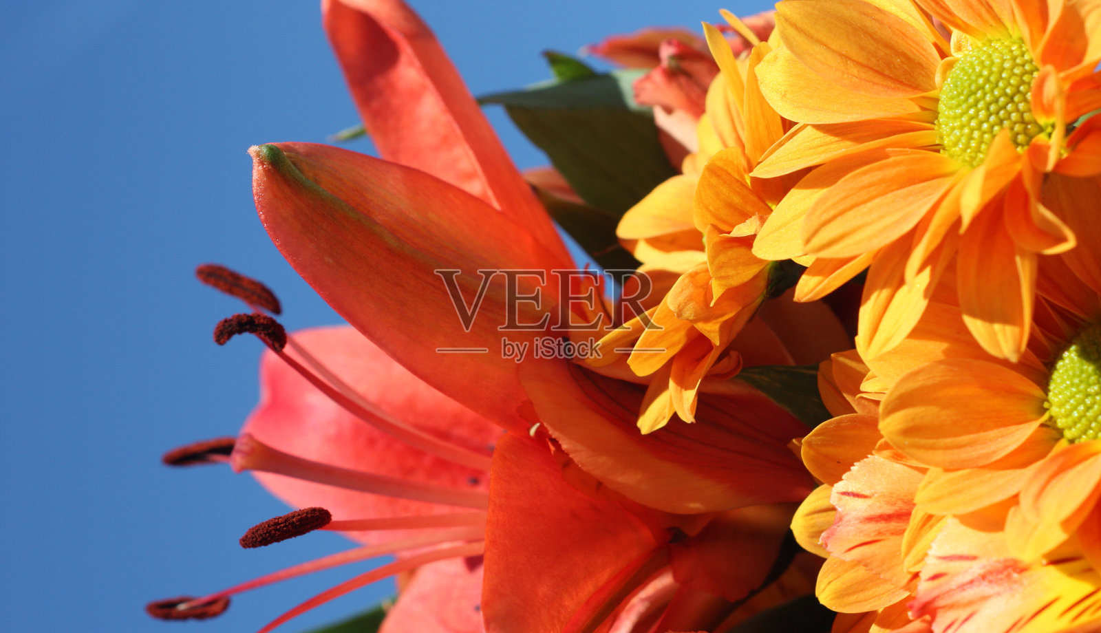 充满活力的百合和菊花花照片摄影图片