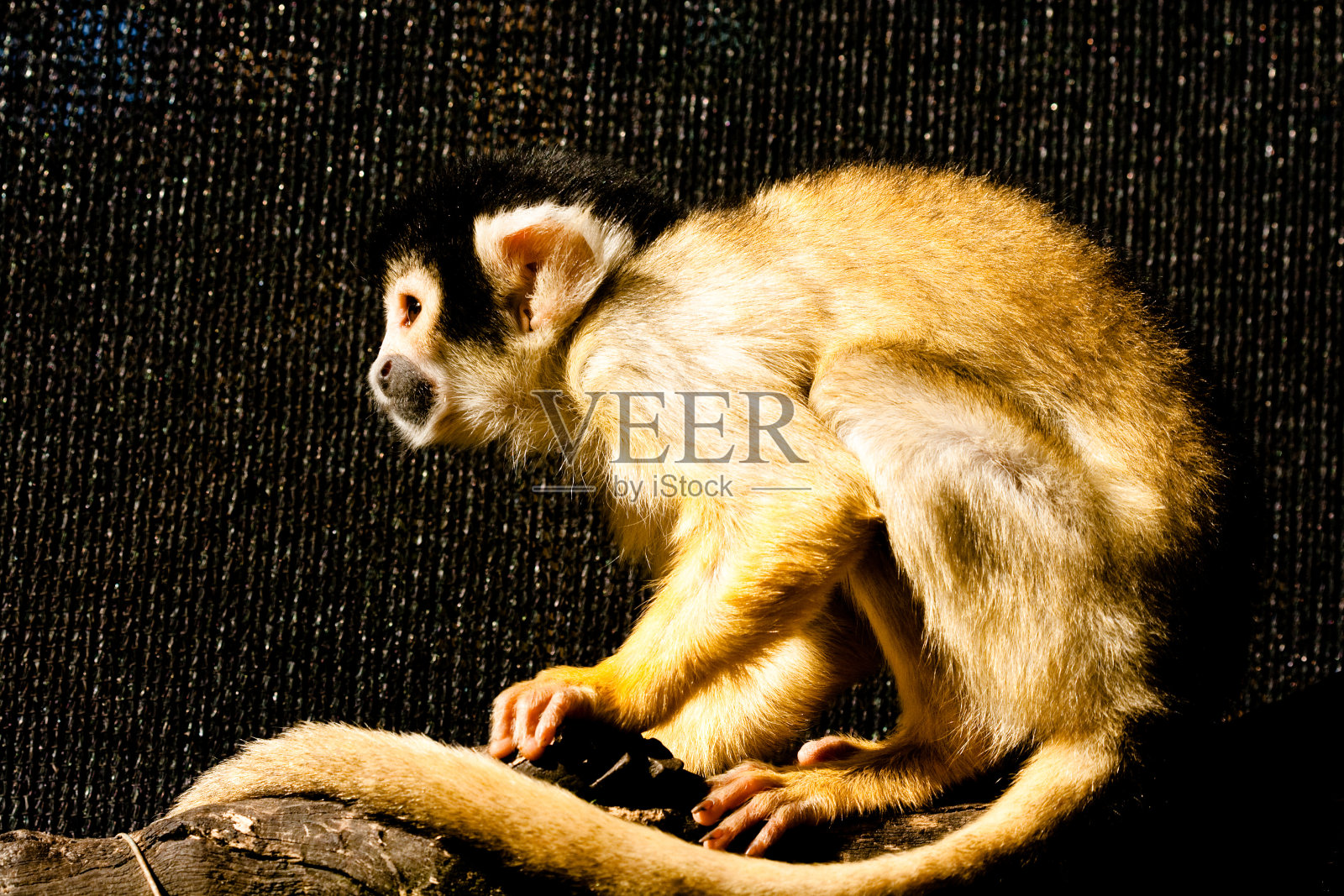 松鼠猴照片摄影图片