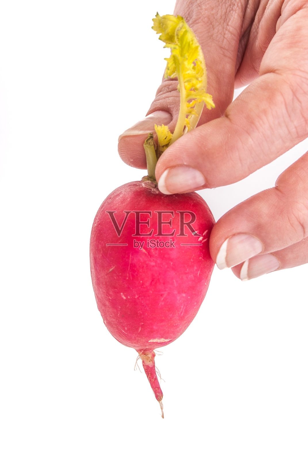 新鲜的萝卜照片摄影图片