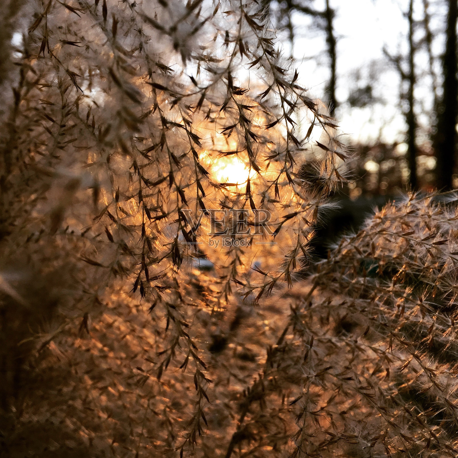 草在阳光下照片摄影图片