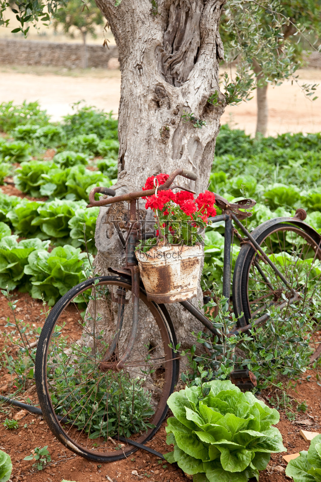 生菜种植照片摄影图片