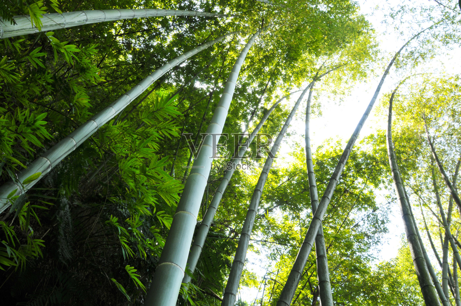 春天的竹林照片摄影图片