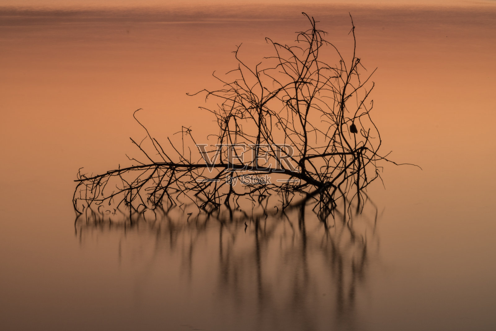 树枝在水中，倒影。美丽。照片摄影图片